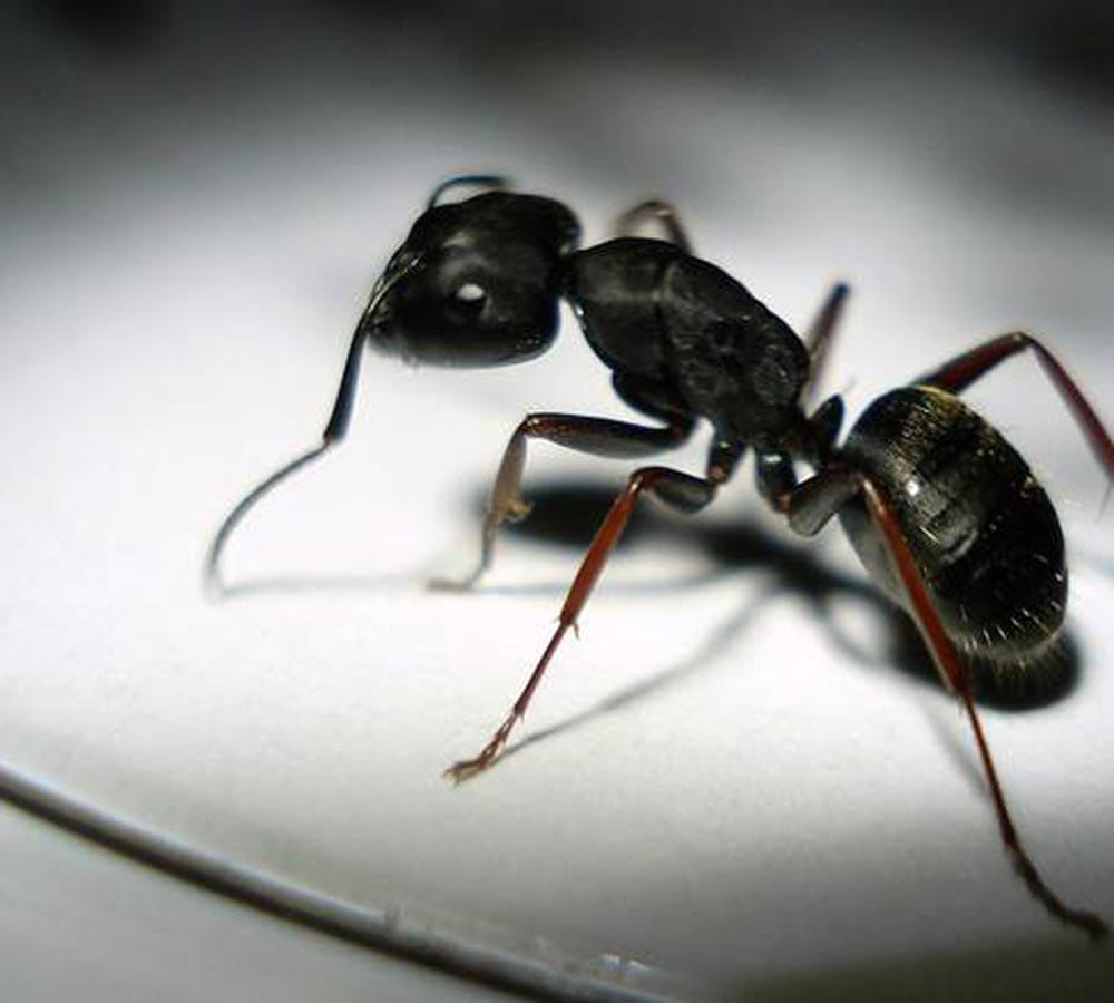 how to get rid of ants from home