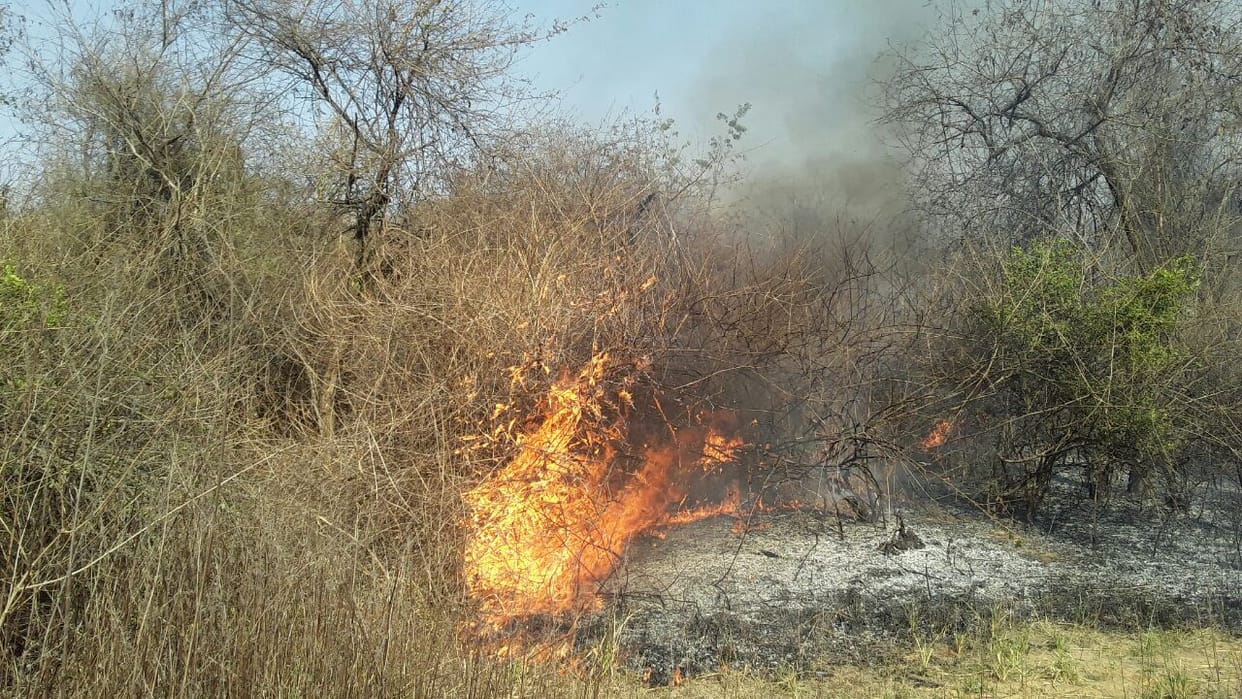 mirzapur forest caught fire, many costly wood burn