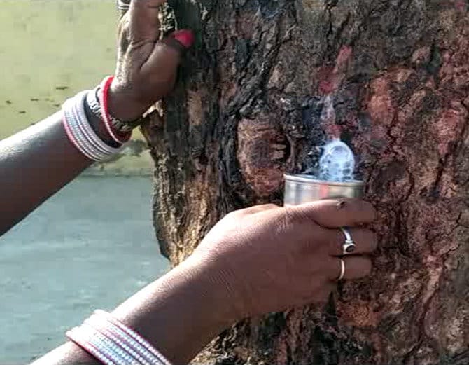 Milk from neem tree