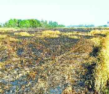 80 bigha crop burns by fire