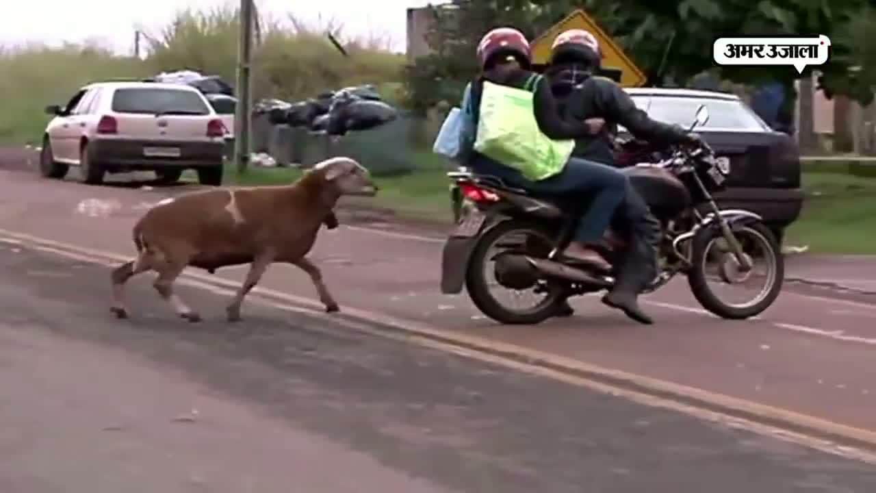 वायरल वीडियो