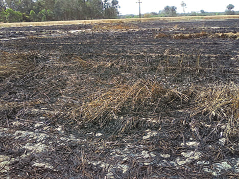 40 bigha wheat crop washed