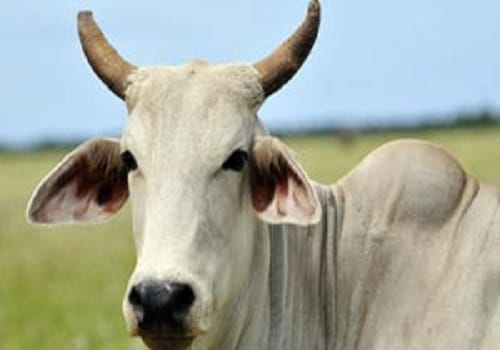Coalition staff looking for 'cow', letter sent to the Chief Minister Yogi
