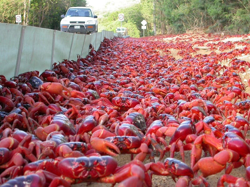 crabs flood in Australia 
