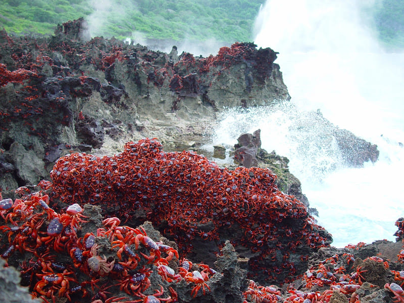 crabs flood in Australia 