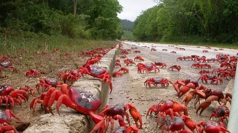 crabs flood in Australia 