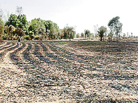 Thirty bigha wheat crop burns