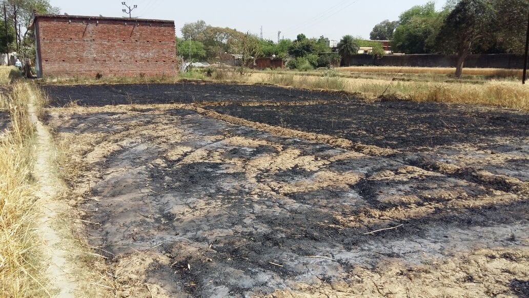 Electric scum of wheat farming