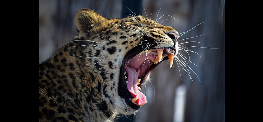 leopard will become villagers friend 
