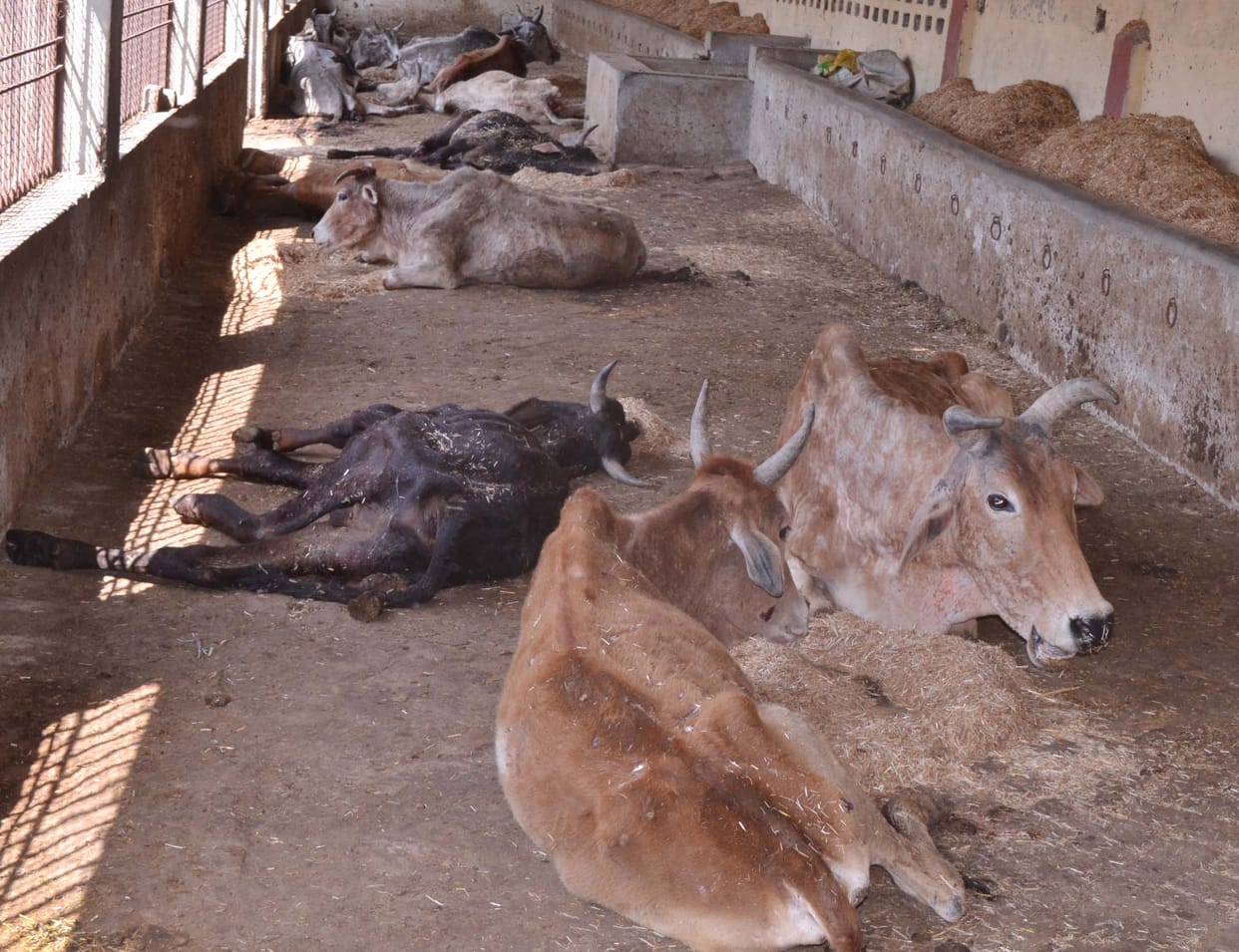 Maneka did not take good care, nine more animals died