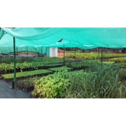 masani, bairagj, bhaoundi, medcine, plant, project, 