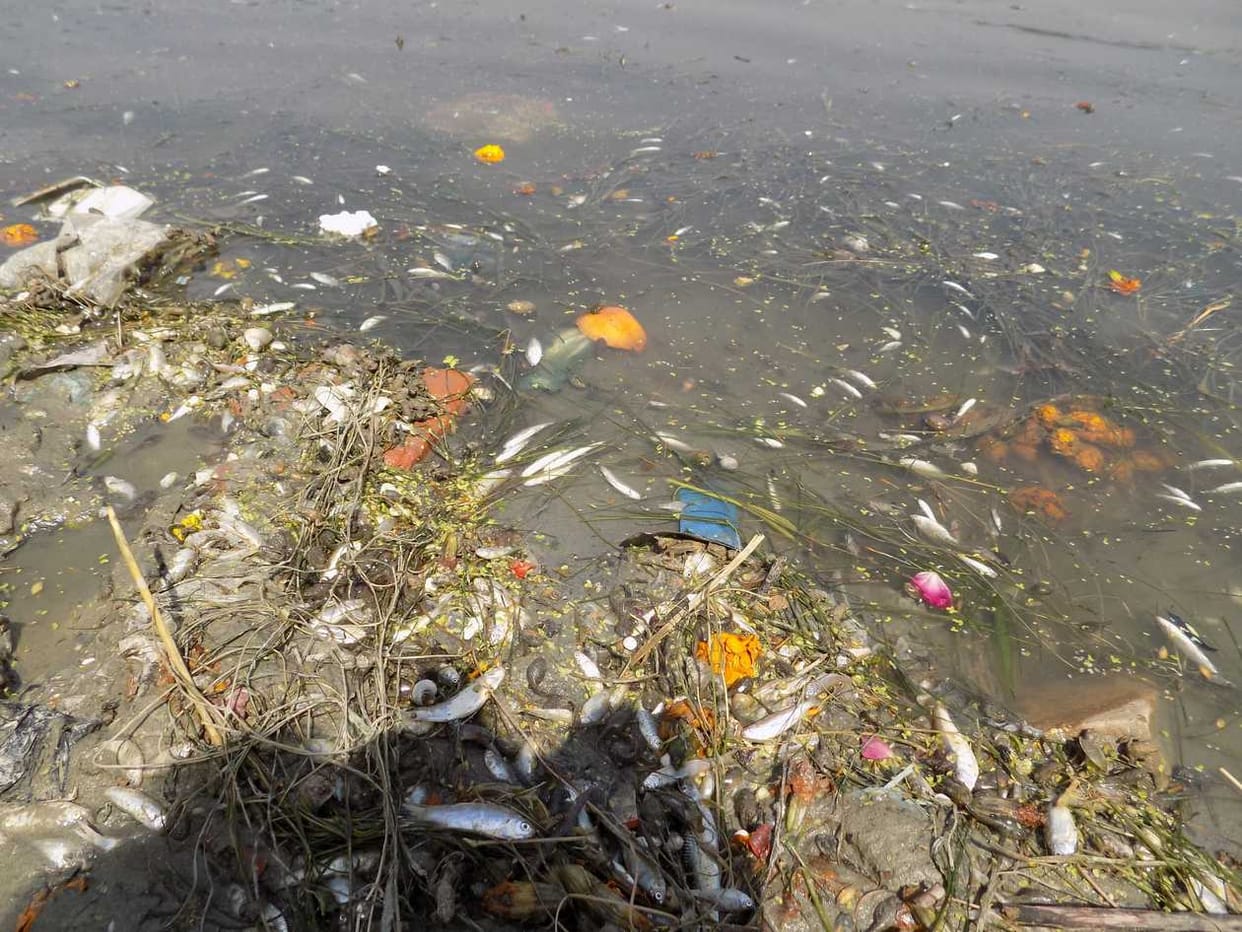 Dying fish from pollution in Gomti
