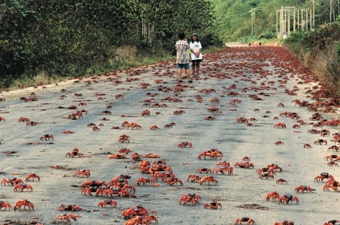 crabs flood in Australia 