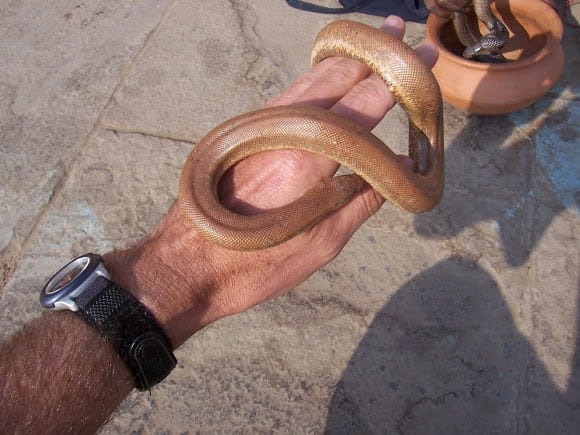 Red sand boa caught in Bikaner, the price is 10 million