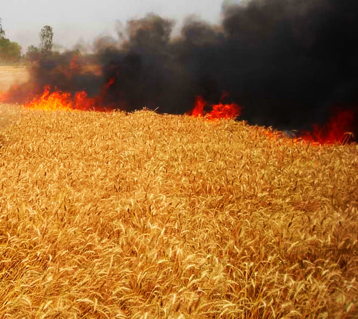 Wheat crop ash from spinning from combine
