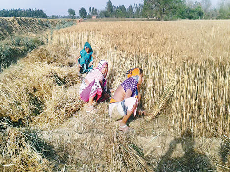 Started wheat harvesting