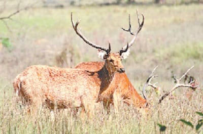 eco torism will find its destination with 1.5 crore