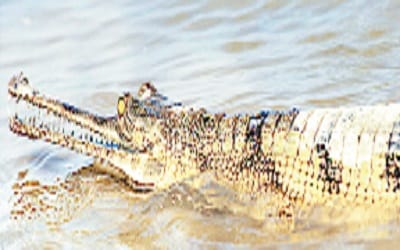 eco torism will find its destination with 1.5 crore