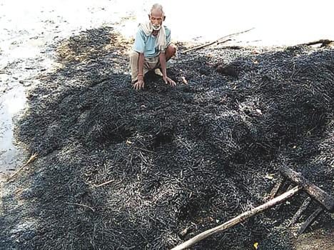 Crop of millions of crops by fire