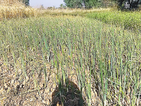 Drying sugarcane and onion crops
