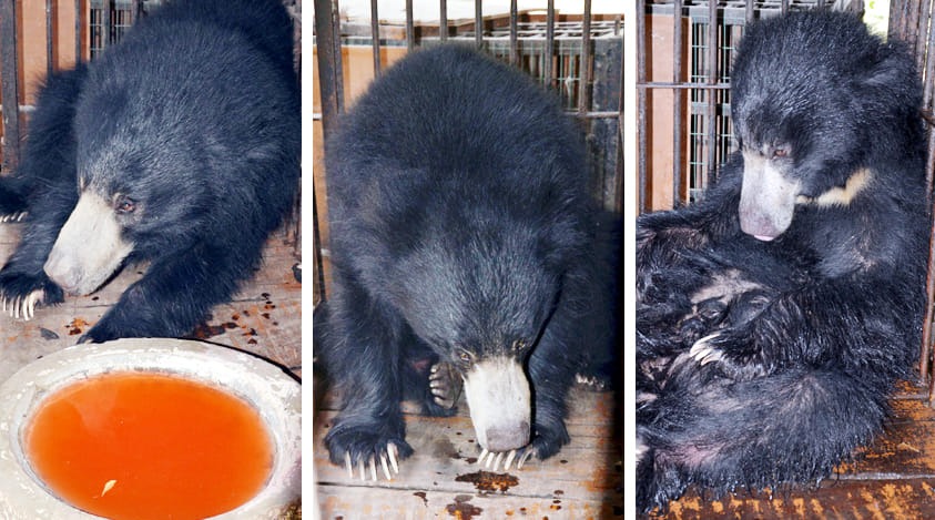 forest department treating injured bear