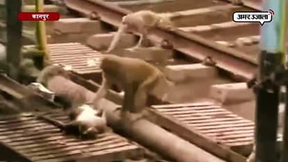 MONKEY SAVES ELECTROCUTED FRIEND KANPUR RAILWAY STATION
