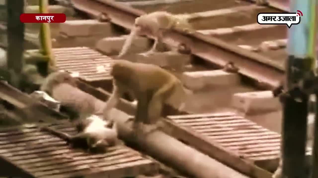 कानपुर बंदर की मौत