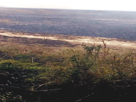 50 Wheat Crops of Wheat by Fire