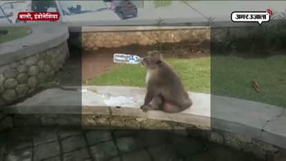 VIRAL VIDEO OF A MONKEY DRINKING WATER WITH BOTTEL