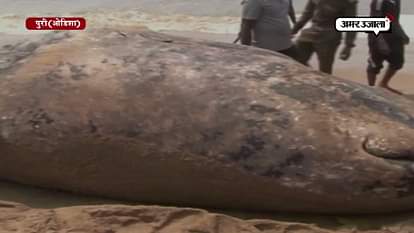 32-feet long whale carcass found on Puri shores