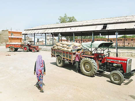 Farmers who sell wheat to the stalwarts