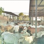 जट्टारी की गोश्ााला में जगह कम होने के कारण भेड़-बकरियों की तरह खड़े गोवंश।