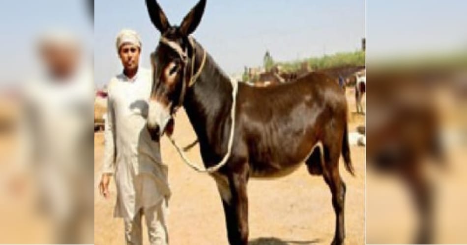 owner doesn't want to sell his donkey even in 5 lacs