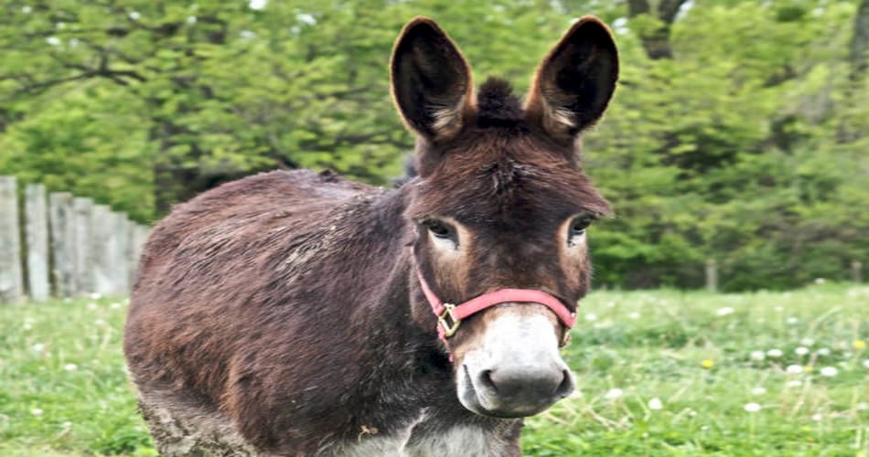 owner doesn't want to sell his donkey even in 5 lacs