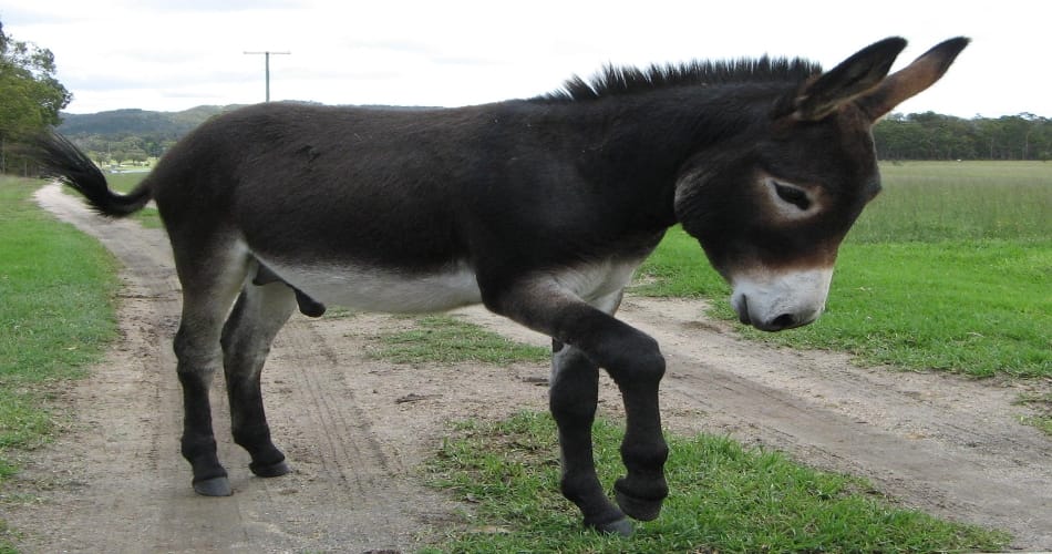 owner doesn't want to sell his donkey even in 5 lacs