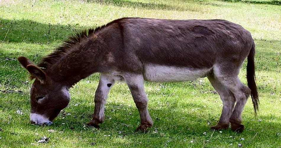 owner doesn't want to sell his donkey even in 5 lacs