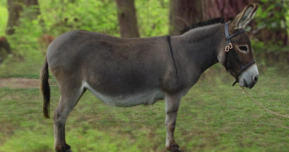 owner doesn't want to sell his donkey even in 5 lacs