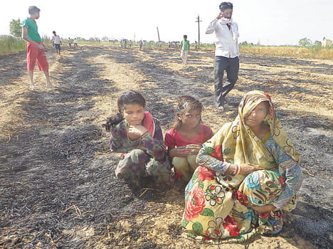 HT line fall, 10 bigha crops burnt