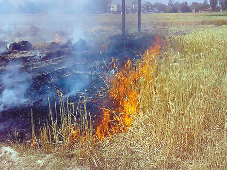 A fire in the field with the spark of stars