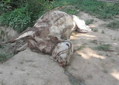 two cows died in bahraich