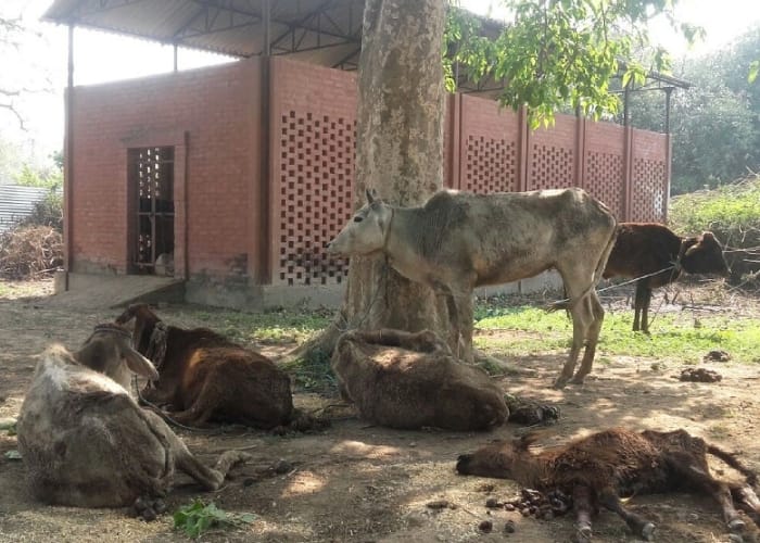 two cows died in bahraich