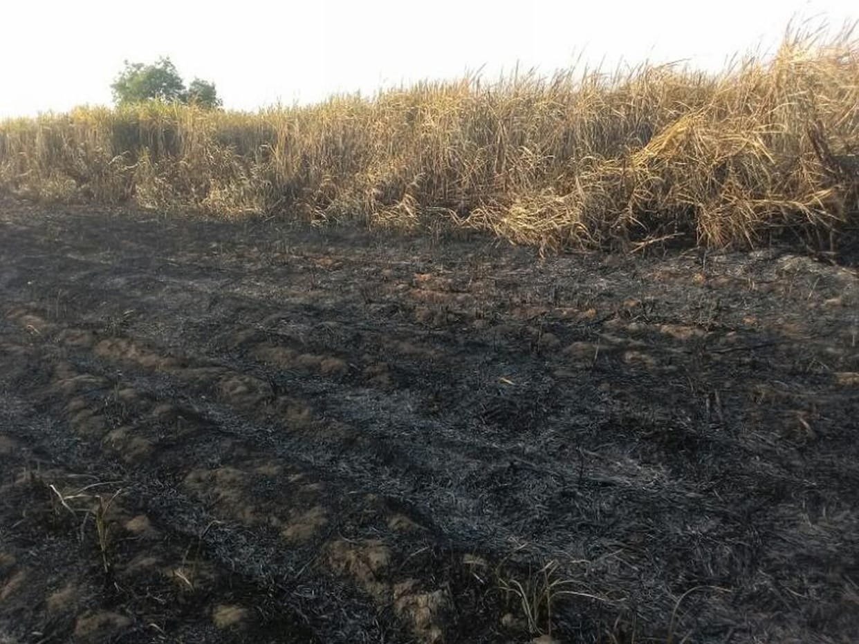 Do not threshing farmers in the afternoon