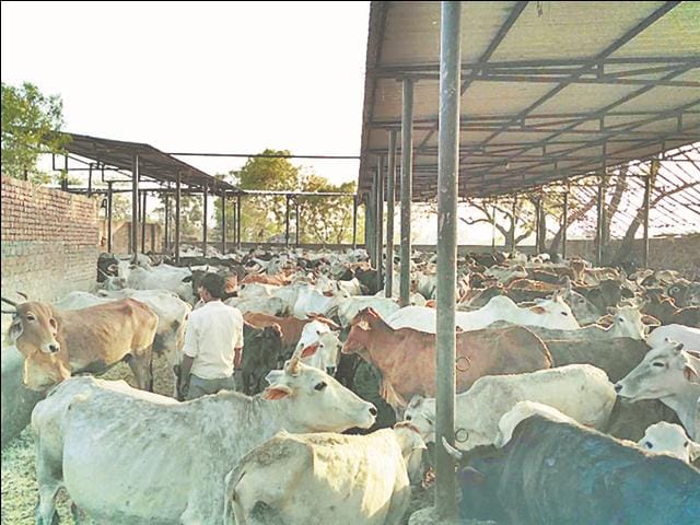 Yogi ji ..! Give us food