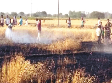 70 bigha crop ash after fire
