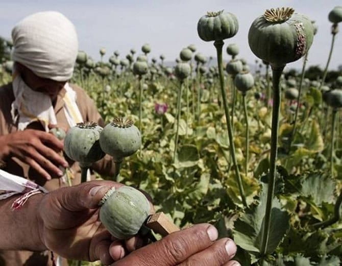 unique ways of drug smuggling used by pakistani smugglers on indo pak border