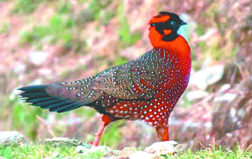 After all, the rare Satire tragapan bird