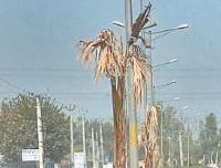 sonipat, trees in bad condation