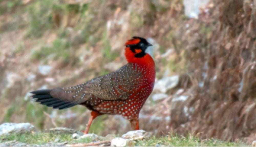  Satyar Tragopan found in Uttarakhand after five years
