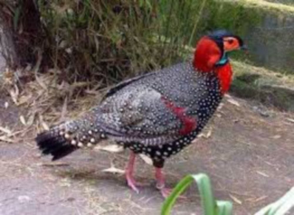  Satyar Tragopan found in Uttarakhand after five years