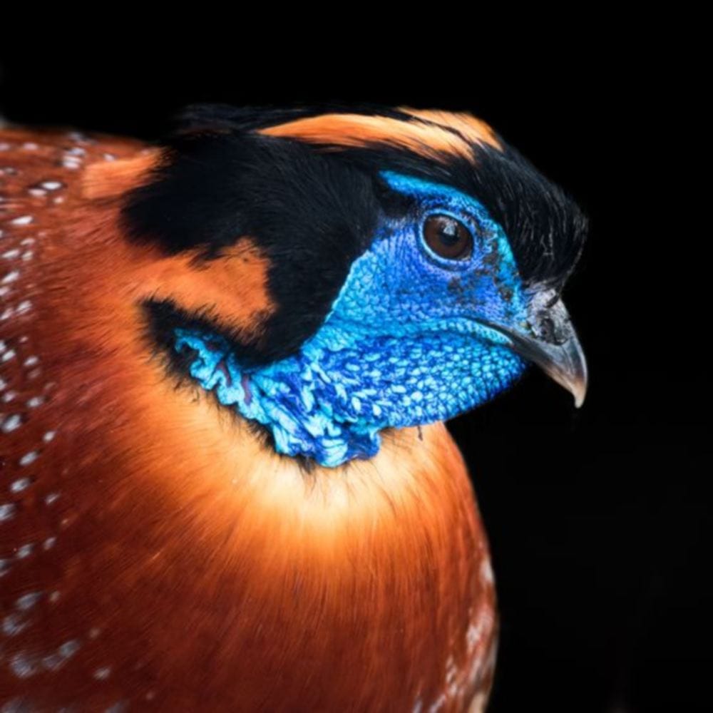  Satyar Tragopan found in Uttarakhand after five years